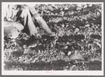 Farmer examining corn plant, Pie Town, New Mexico