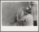 After plaster is applied with towel it is smoothed out with the hands. The women pride themselves on careful plastering, Chamisal, New Mexico