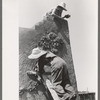 Spanish-American women plastering adobe house, Chamisal, New Mexico