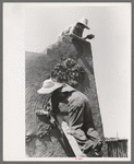 Spanish-American women plastering adobe house, Chamisal, New Mexico