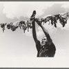 Spanish-American woman hanging up meat to dry, Chamisal, New Mexico