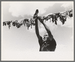 Spanish-American woman hanging up meat to dry, Chamisal, New Mexico