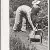 Young town girl picking berries in Cache County, Utah. Because of diversification of crops, no migrant labor is needed or used in this section of Utah