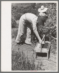 Young town girl picking berries in Cache County, Utah. Because of diversification of crops, no migrant labor is needed or used in this section of Utah