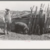 FSA (Farm Security Administration) cooperative boar, Box Elder County, Utah
