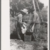 Fruit pickers emptying their sacks of peaches into crates, Delta County, Colorado