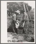 Fruit pickers emptying their sacks of peaches into crates, Delta County, Colorado