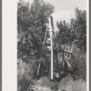 Fruit pickers moving ladders to another tree, Delta County, Colorado