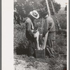 Fruit pickers emptying sacks of peaches into a crate, Delta County, Colorado