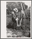 Fruit pickers emptying sacks of peaches into a crate, Delta County, Colorado