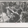 Fruit pickers, Delta County, Colorado