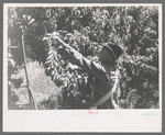 Fruit pickers, Delta County, Colorado