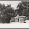 Carrying crates of peaches from the orchard to the shipping shed, Delta County, Colorado