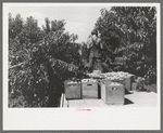 Carrying crates of peaches from the orchard to the shipping shed, Delta County, Colorado