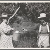 Peach pickers, Delta County, Colorado