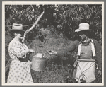 Peach pickers, Delta County, Colorado