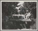 Hauling crates of peaches from the orchard to the shipping, Delta County, Colorado