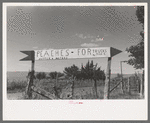 Sign on roadside, Delta County, Colorado. Independent truckers come into this section where the fruit farms are comparatively small to buy peaches for the city markets