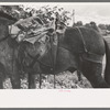 Mule loaded with camp supplies of sheepherder, Ouray, Colorado