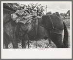 Mule loaded with camp supplies of sheepherder, Ouray, Colorado