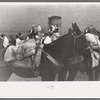 Burros loaded with ore sacks in the Burro-Loading Contest at Labor Day Celebration, Silverton, Colorado