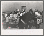 Burros loaded with ore sacks in the Burro-Loading Contest at Labor Day Celebration, Silverton, Colorado