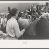 Contestant tying sacks of ore onto a burro in a contest at Labor Day Celebration, Silverton, Colorado