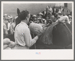 Contestant tying sacks of ore onto a burro in a contest at Labor Day Celebration, Silverton, Colorado