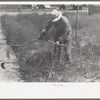 Farmer worker cutting weeds at the FSA (Farm Security Administration) labor camp, Caldwell, Idaho