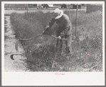 Farmer worker cutting weeds at the FSA (Farm Security Administration) labor camp, Caldwell, Idaho