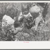 Children of farm workers living at the FSA (Farm Security Administration) labor camp, Caldwell, Idaho