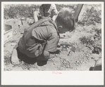 Son of the farm worker at the FSA (Farm Security Administration) Labor Camp, Caldwell, Idaho