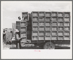 Packing crates of peas onto truck. They will be taken into town and packed for shipment. Contractor's pea pickers camp, Nampa, Idaho