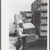 Packing crates of peas onto truck. They will be taken into town and packed for shipment. Contractor's pea pickers camp, Nampa, Idaho