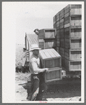 Packing crates of peas onto truck. They will be taken into town and packed for shipment. Contractor's pea pickers camp, Nampa, Idaho