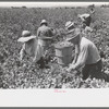 Picking peas.  These people live in the contractor's pea pickers camp, Nampa, Idaho