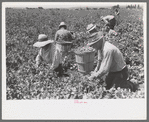 Picking peas.  These people live in the contractor's pea pickers camp, Nampa, Idaho