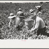 Picking peas.  These people live in the contractor's pea pickers camp, Nampa, Idaho