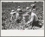 Picking peas.  These people live in the contractor's pea pickers camp, Nampa, Idaho