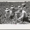 Picking peas.  These people live in the contractor's pea pickers camp, Nampa, Idaho