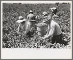 Picking peas.  These people live in the contractor's pea pickers camp, Nampa, Idaho