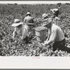 Picking peas.  These people live in the contractor's pea pickers camp, Nampa, Idaho
