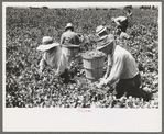 Picking peas.  These people live in the contractor's pea pickers camp, Nampa, Idaho