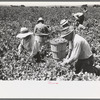 Picking peas.  These people live in the contractor's pea pickers camp, Nampa, Idaho