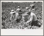 Picking peas.  These people live in the contractor's pea pickers camp, Nampa, Idaho