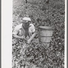 Picking peas.  These people live in the contractor's pea pickers camp, Nampa, Idaho