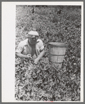 Picking peas.  These people live in the contractor's pea pickers camp, Nampa, Idaho