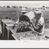 When peas are picked they are put in hampers. The hampers are emptied into crates to be carried into town, Contractor's Pea Pickers Camp, Nampa, Idaho