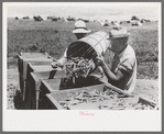 When peas are picked they are put in hampers. The hampers are emptied into crates to be carried into town, Contractor's Pea Pickers Camp, Nampa, Idaho