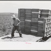 Tying crates of peas on truck at the contractor's pea pickers outfit, Nampa, Idaho